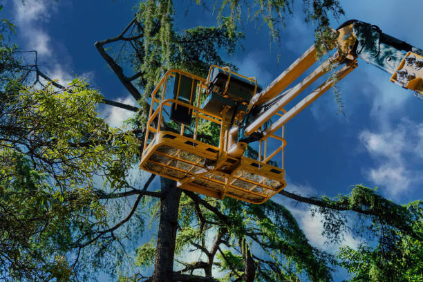 Best Tree Risk Assessment  in Charleston, IL