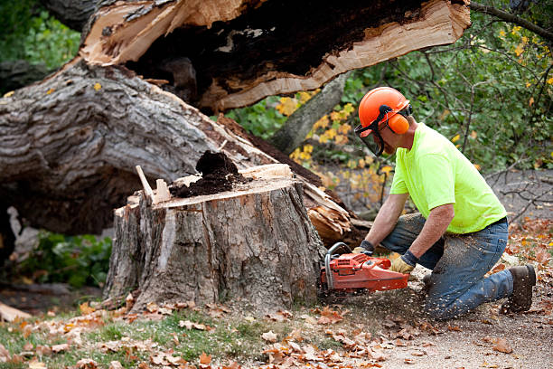 Why Choose Our Tree Removal Services in Charleston, IL?