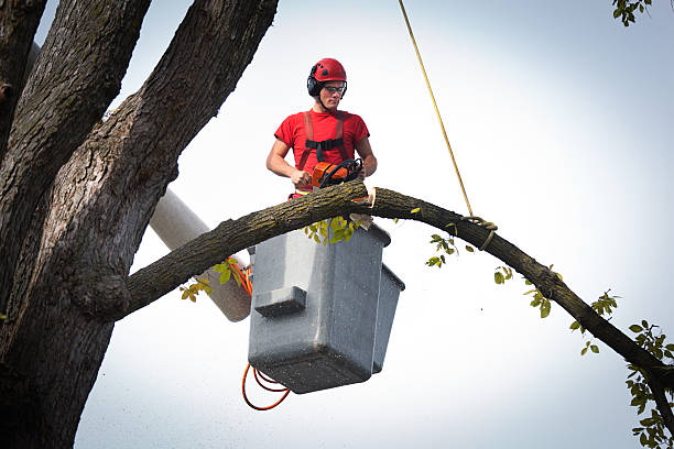 Trusted Charleston, IL  Tree Services Experts